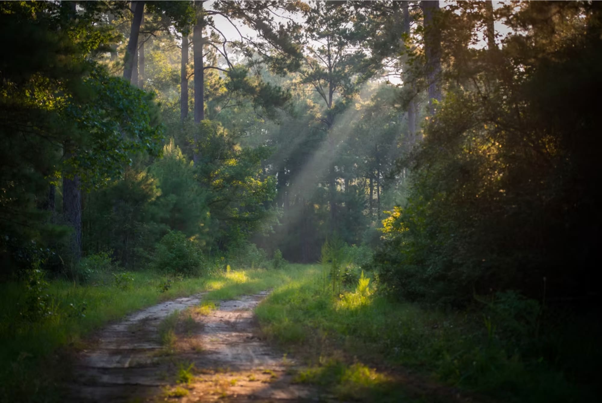 A forest track with shafts of light falling through the trees.