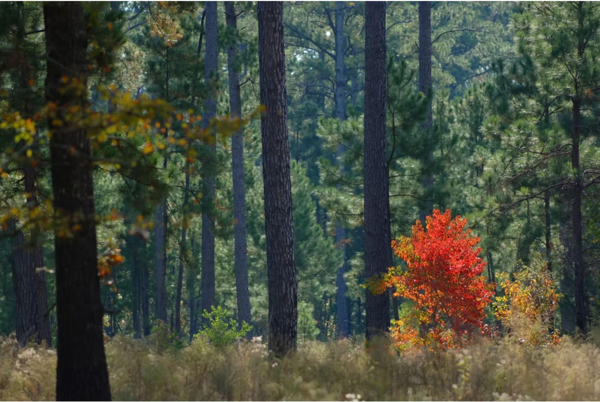 Pine forest in autumn with a red sweetgum among the pines.